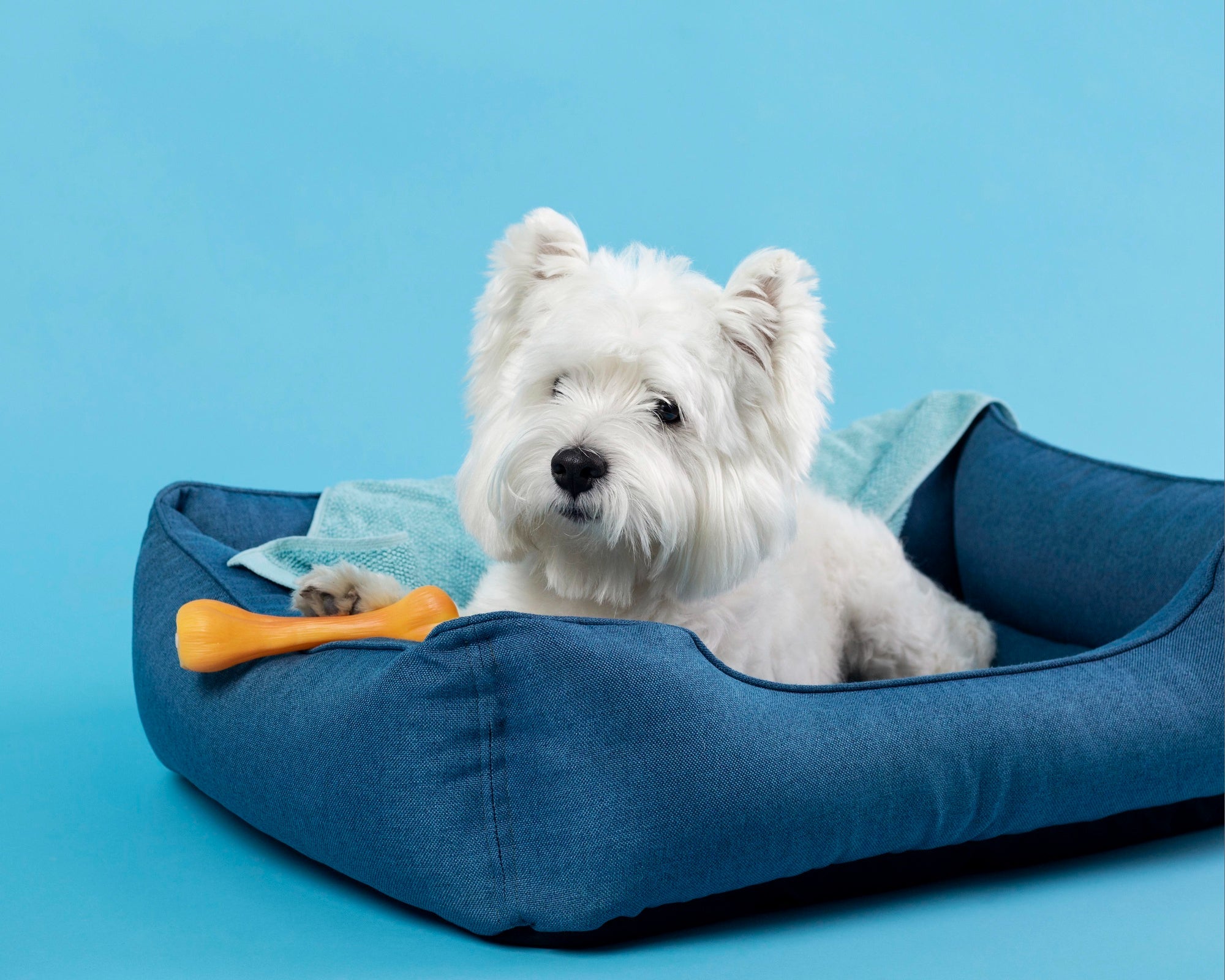 Pet Essentials